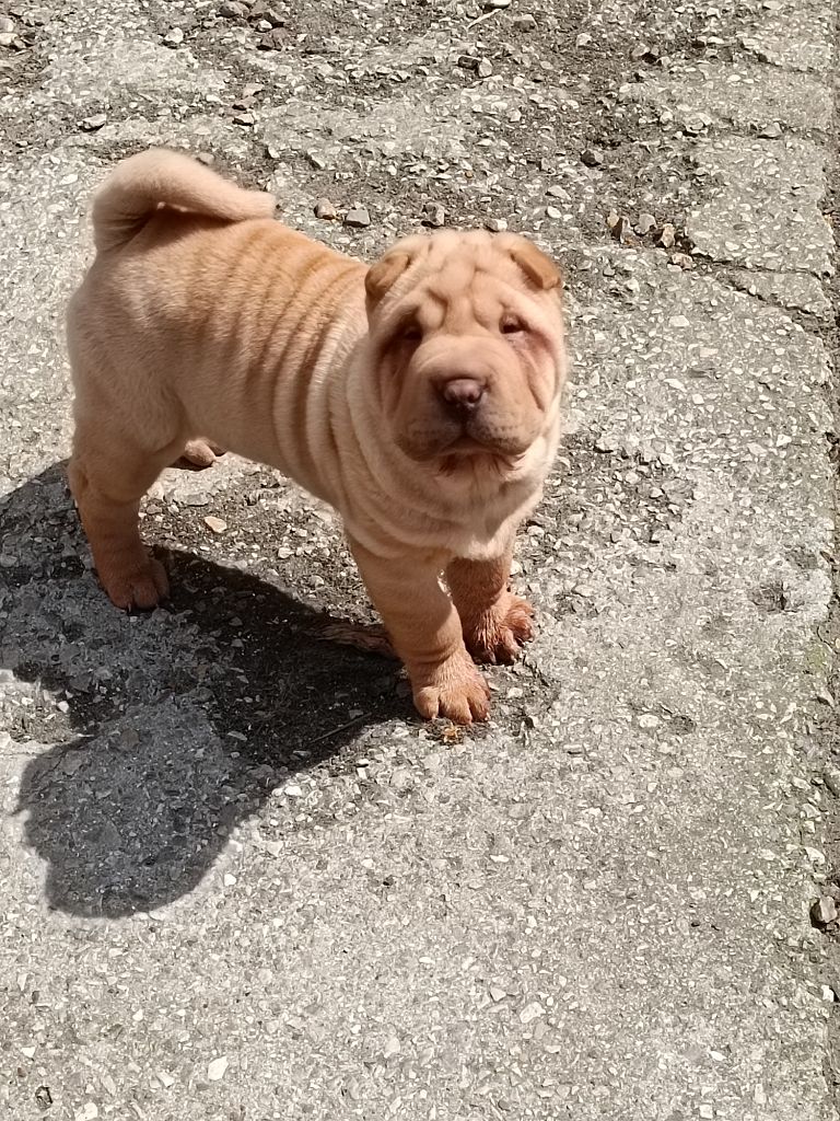 des Gargouilles de Ming - Chiots disponibles - Shar Pei